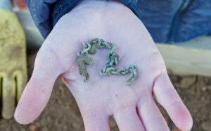 A copper alloy chain found during the Church Tower excavations
