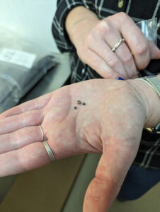 A bone bead and two glass beads found after flotation and screening of soil samples from Pit 5.