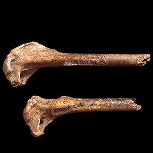 Photograph of two cahow bones