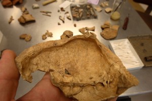 Turtle shell fragment with butcher marks