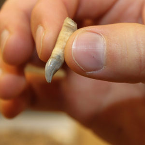 hand holding a dolphin tooth