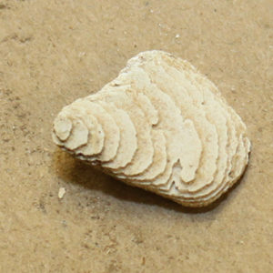 Cuttlebone fragment
