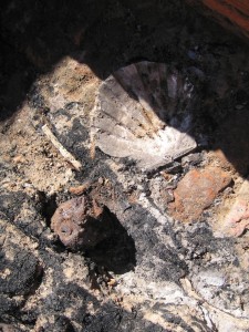 Fossil scallop shell in situ