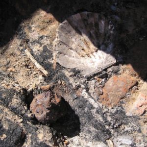 Fossil scallop shell in situ