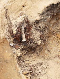 stake embedded in a decayed fragment of an in situ wooden post