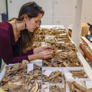 Former Associate Curator Alexis Ohman examines bones from the fort's second well.