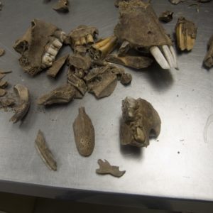 Assortment of animal bones on a table