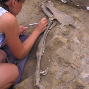 Excavation of articulated forelimb of an immature cow, 1998
