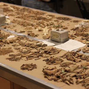 Animal bones sorted into small piles on a lab table