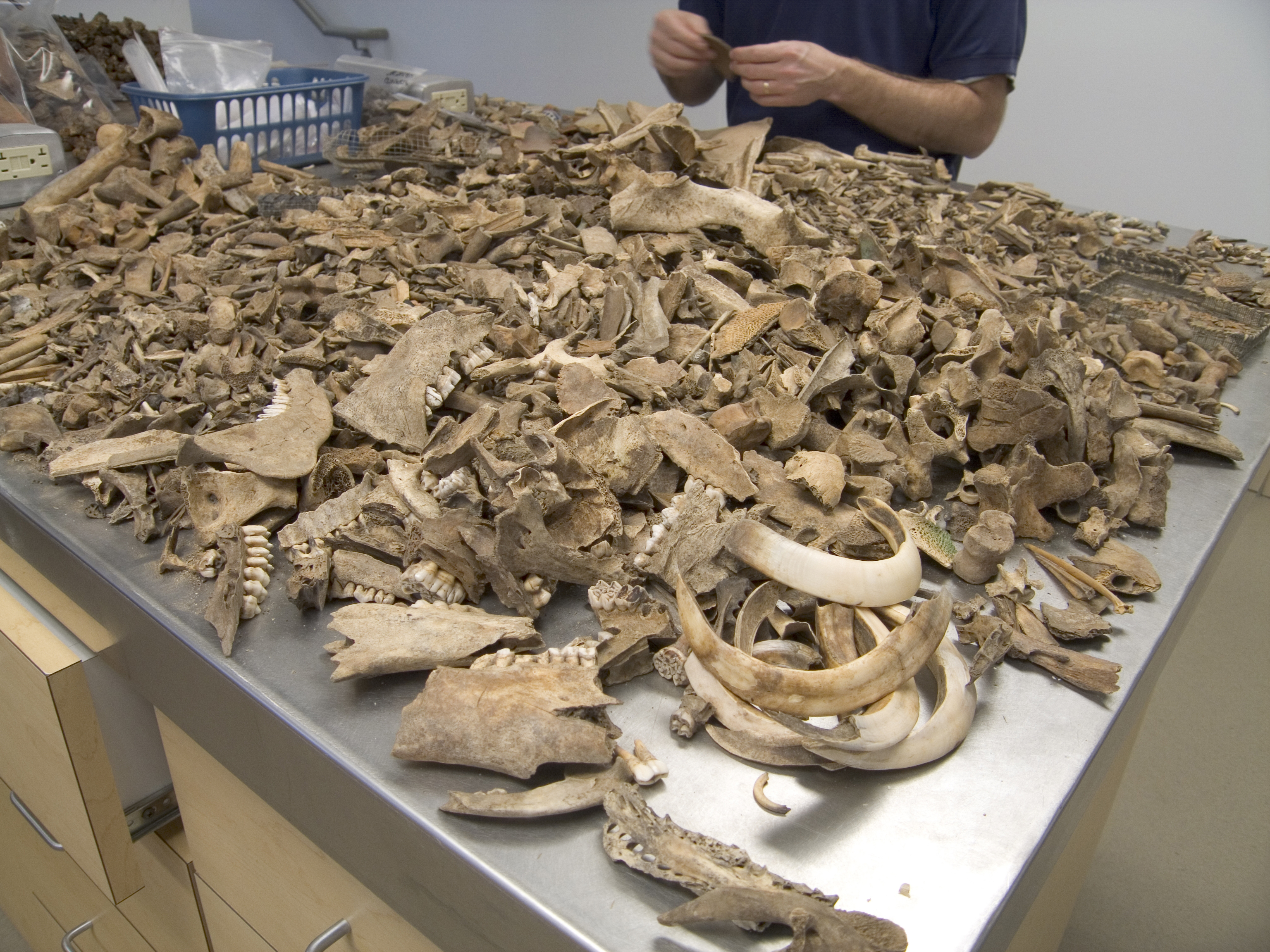 Assortment of animal bones on a table