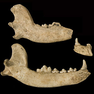 Dog jawbones