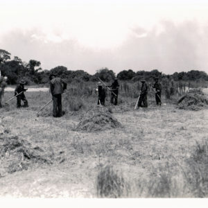 Black and white photograph of excavators working in a field