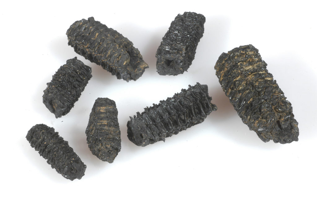 assortment of charred corn cob fragments