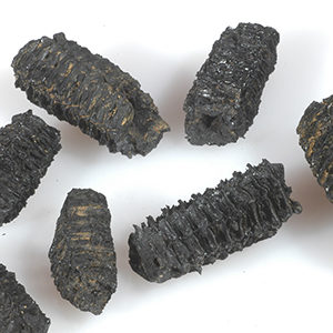 assortment of charred corn cob fragments