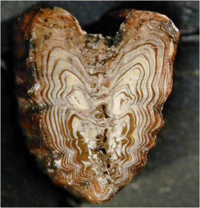 Cross section of a sturgeon spine