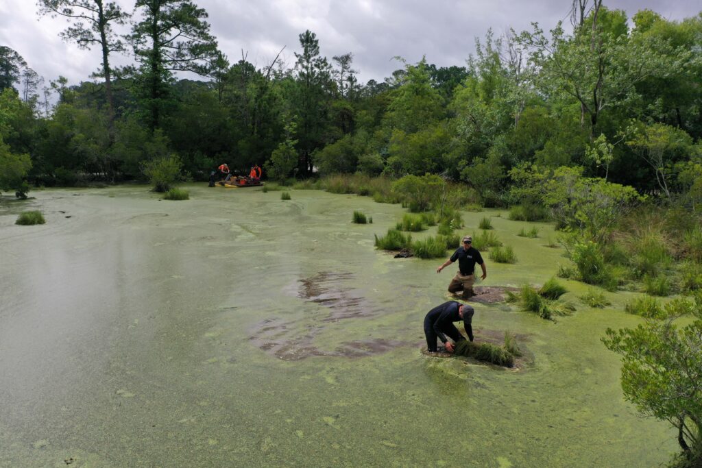 Two men are knee-deep in the mucky, green water of the swamp. They are clearing debris from the path of the survey float.