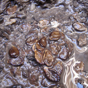 seeds and small rocks covered by water