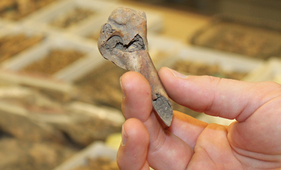 Hand holding an animal bone with small trays of artifacts visible in the background