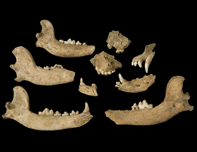 Assortment of dog jaw bones