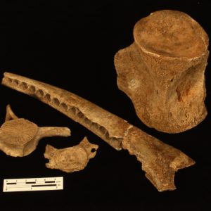 Dolphin bones and whale vertebra