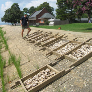 Archaeologist standing next to aligned trays of oyster shells lying on a slanting wall