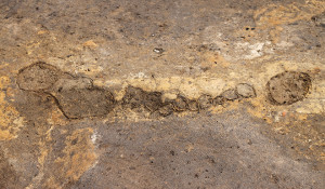 Line of outlined postmolds within an excavation area