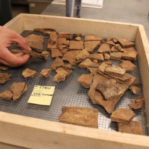Turtle shell fragments in a tray