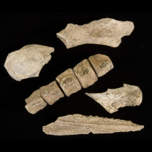 Bottlenose dolphin bones: scapula (top), parietal (left), vertebrae with butchery marks (center), mandible with butchery mark (right), maxilla (bottom)
