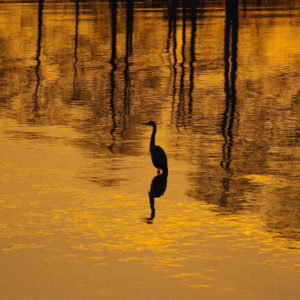 heron in lake at sunset