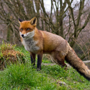 fox on a hillside