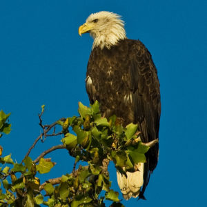 eagle atop tree