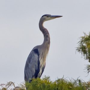 Great blue heron standing in a tree