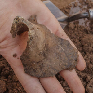 The neck and part of the body of a wine bottle found in the 1607 Burial Ground excavations. The bottle is likely from the late 17th-century and related to a wine cellar discovered in 2004.