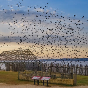 Starlings visit Jamestown during their migration southwards.