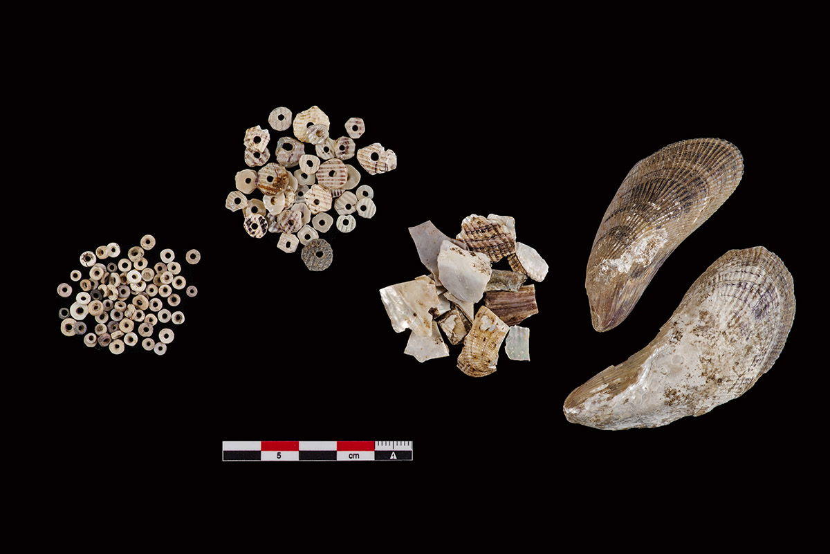 Different stages of ribbed mussel bead production found at Jamestown