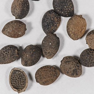 assortment of seeds
