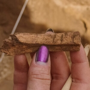 An animal bone with butchering marks found in the 1607 Burial Ground excavations