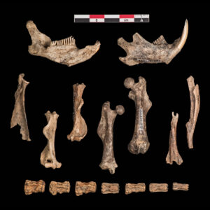 Muskrat bones: Top row: left and right mandibles, Middle row: right scapula, right and left humeri, right and left femurs, two tibio-fibulas, Bottom row: caudal (tail) vertebrae