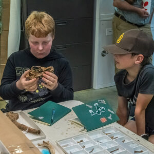 A camper examines a dog skull in the Jamestown collection.