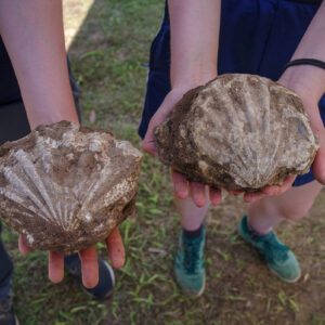 Chesapecten jeffersonius examples found by field school students just south of the Archaearium. This is the state fossil of Virginia.