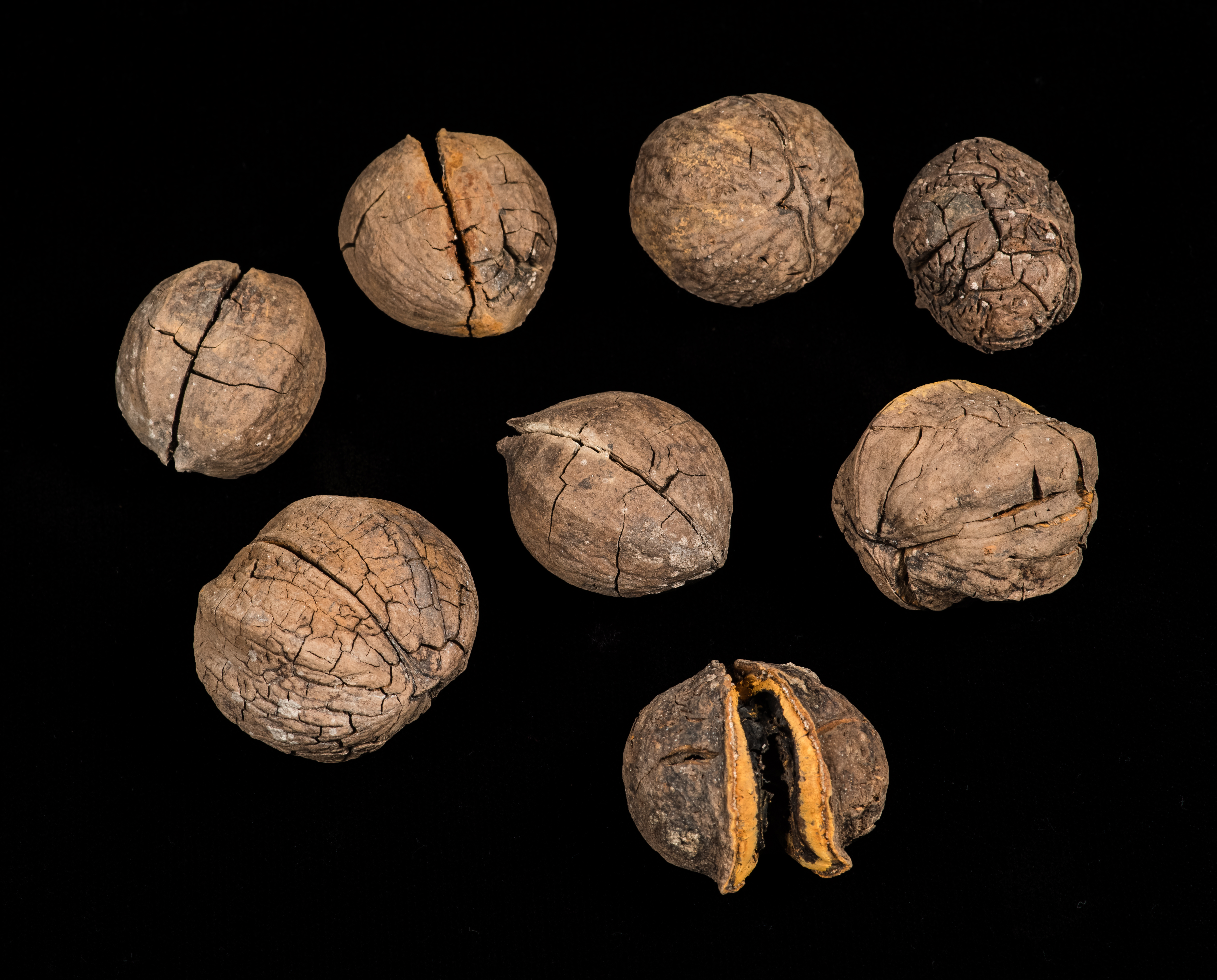 Assortment of whole hickory nuts