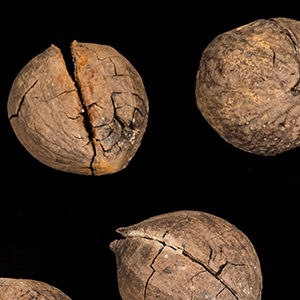 Close-up photograph of three hickory nuts
