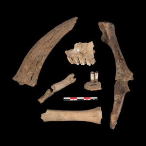 Sheep and Goat Bones