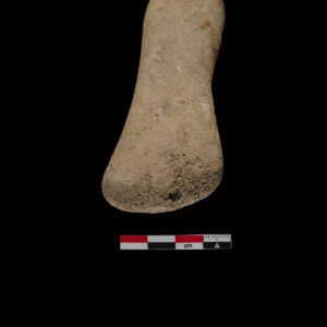 Another view of the fossilized mammal bone with edge markings suggesting use as a tool