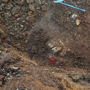 Mammal teeth found in the excavations outside the Church Tower