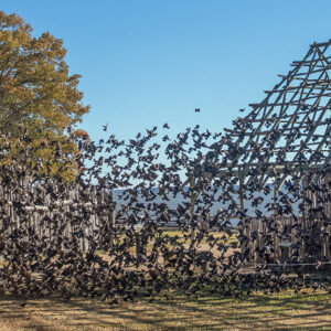 A flock of birds near the barracks inside James Fort