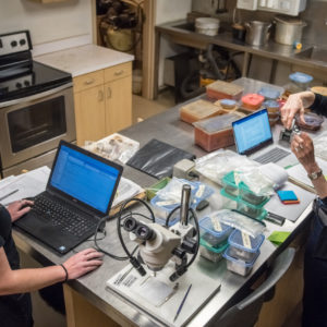 Archaeologists discuss botanical samples in lab