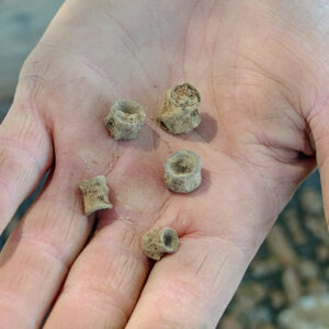 Fish vertebrae found in the excavations west of the Archaearium