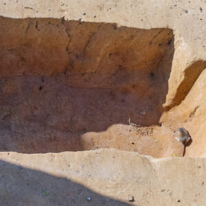 A mouse trapped in a burial in the 1607 Burial Ground
