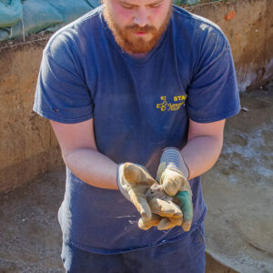 Archaeological Field Technician Josh Barber rescues a mouse stuck in a burial in the 1607 Burial Ground.